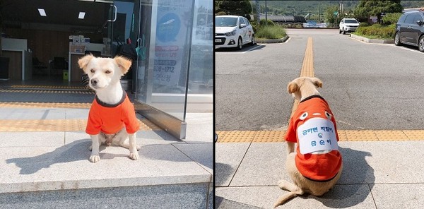 금마면 강아지직원 금순이