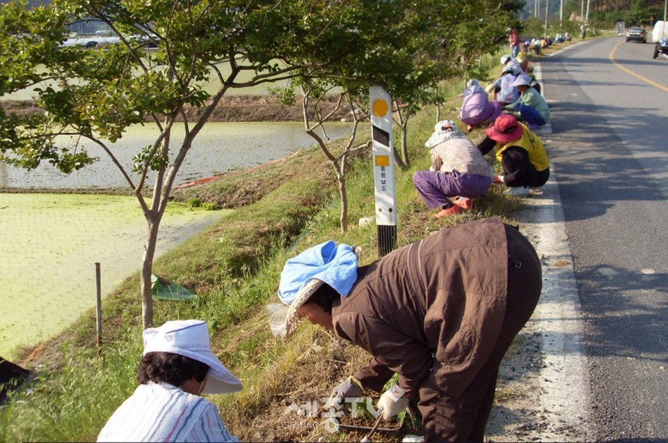 공공근로 현장. (사진제공=금산군청)