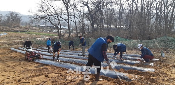 천안시 북면 주민자치위원회가 24일 매송리 소재 400여평의 농경지에서 ‘사랑의 감자심기 행사’를 가졌다. (사진제공=천안시청)