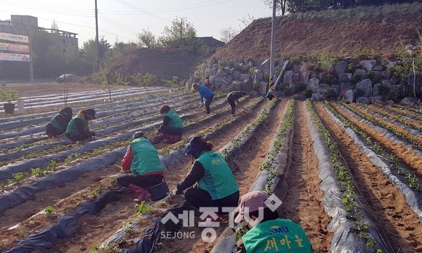 천안시 쌍용1동 새마을남녀지도자회(지도자회장 노창진, 부녀회장 홍순옥)는 지난 30일 회원 30여명이 참여한 가운데 동남구 신방동 492-13 일원의 농지 약 1,650㎡에서 사랑의 텃밭 운영 고구마심기를 진행했다. (사진제공=천안시청)