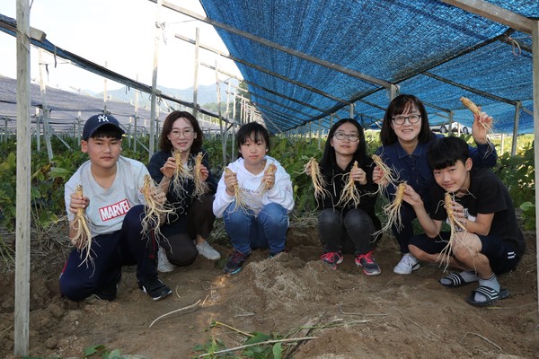 축재관광재단,인삼캐기체험