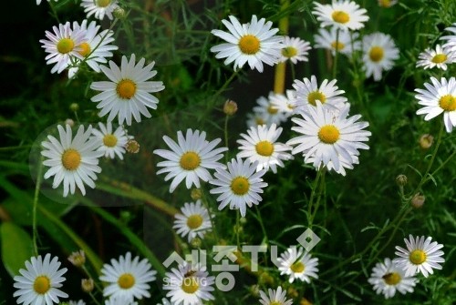 세종시 장군산 영평사 구절초 꽃 축제가 코로나19의 영향으로 취소됐다.