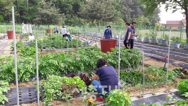 천안시농업기술센터에서 지난해 진행한 텃밭실습 모습.
