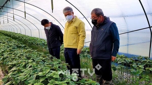 부리면 평촌리 일원 딸기·깻잎 시설재배 농가를 방문한 문정우 금산군수.(사진=금산군)