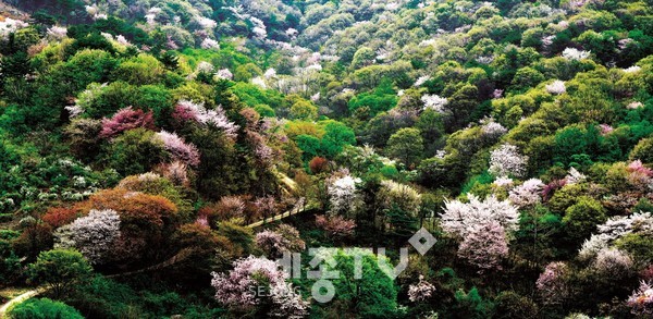 보곤산골 산벚꽃 군락지.