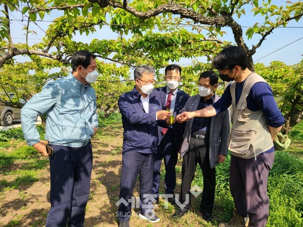 박성규 천안배농협 조합장(오른쪽), 길정섭 충남세종농협 본부장(오른쪽 두 번째), 강덕수 농협천안시지부장(오른쪽 세 번째)이 천안시 성환읍 저온피해농가를 찾아 현장지원 활동을 펼치고 있다.(사진=충남세종농협)