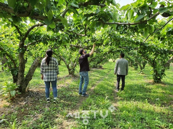 농업기술센터, 과수화상병 예찰 모습.