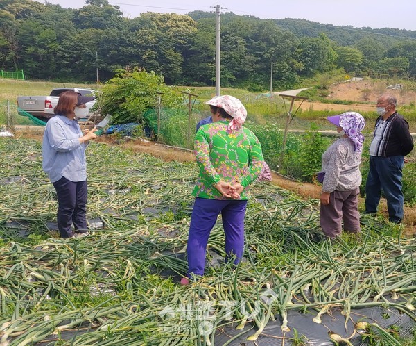 양파농가기술지도(농업기술센터)