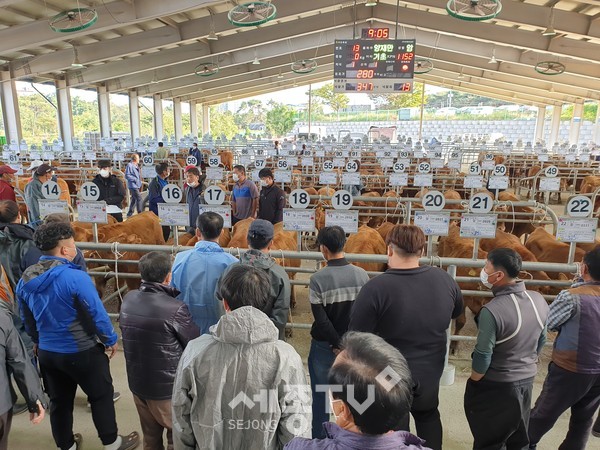 서산축산농협(조합장 최기중)에서 운영하는 가축 경매시장에서 송아지 경매가 진행중인 모습.(사진=충남세종농협)