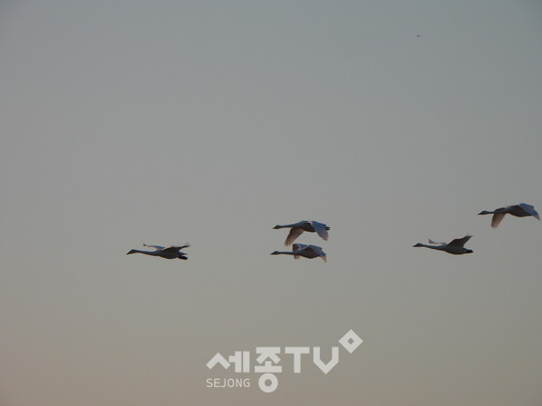 국립세종수목원 상공을 비행 중인 큰고니.(사진=국립세종수목원 제공)