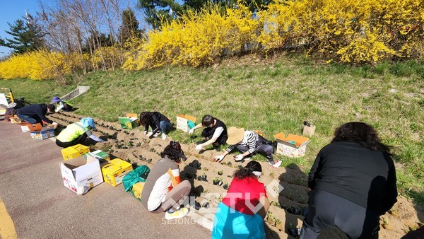 천안시 일봉동이 8일 용곡동 천안천변 약 260㎡ 구역에 마가렛과 금계국 총 1만여 본을 식재했다.