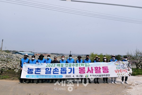 천안시시설관리공단 임직원들이 18일 성환읍 일대 배 과수농가에서 배꽃 인공수분 봉사활동에 참여하고 있다.