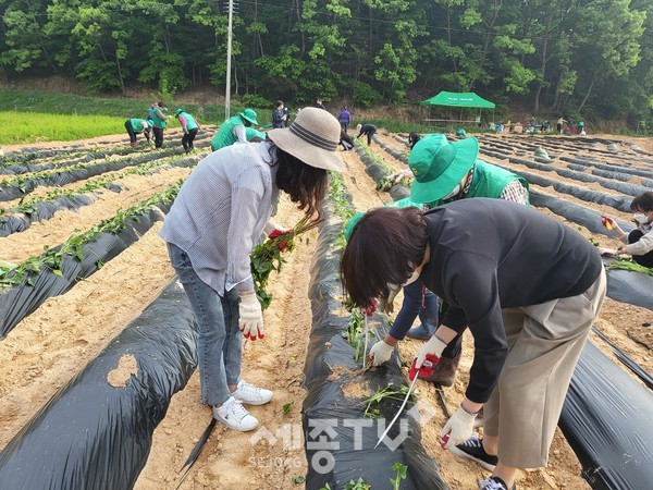 천안시 목천읍 남녀새마을협의회가 지난 12일 관내 휴경지에서 사랑의 고구마 심기 행사를 진행했다.