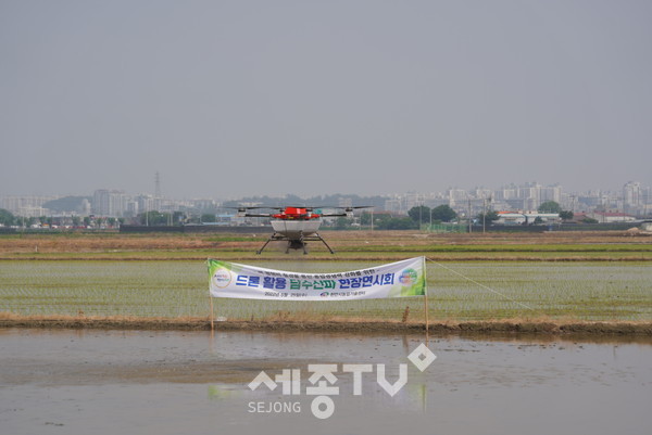 천안시농업기술센터가 25일 천안시 성환읍 복모리 일원에서 드론 활용 벼 직파재배 현장 연시회를 개최하고 있다.