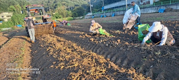 2022.9.21. 공주 인삼밭에서 5년근 인삼을 채굴하고 있는 모습