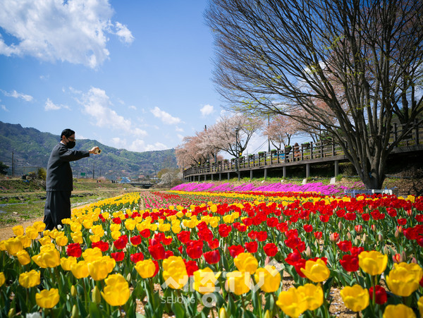 금산천 튤립