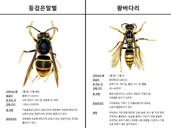 산림 말벌 바로 알기,출처 국립 수목워ㆍ