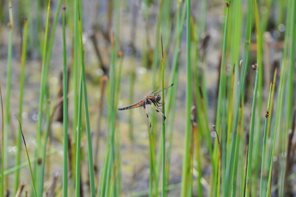 멸종위기 야생생물 2급 희귀 곤충인 대모잠자리 모습/사진=세종시설공단