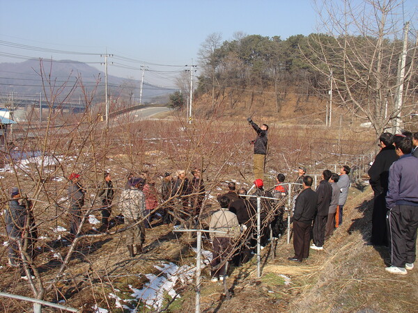 세종특별자치시농업기술센터가 복숭아나무 전정교육을 실시하고 있다. (사진 세종특별자치시 제공)