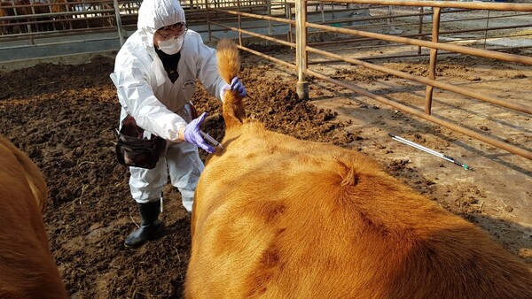 구제역 백신접종 긴급시행/사진=세종시 제공